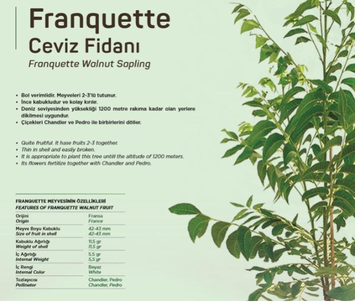 Franquette Walnut sapling