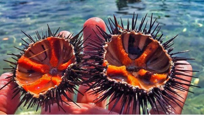 Sea Urchin - Deniz Kestanesi