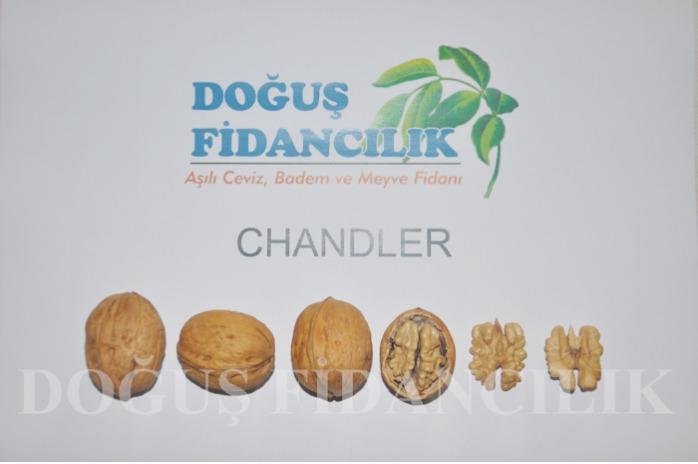chandler walnut trees