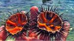 Sea Urchin - Deniz Kestanesi